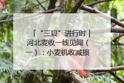 “三夏”进行时｜河北麦收一线见闻（一）：小麦机收减损“竞技” 农机高手麦田“过招”