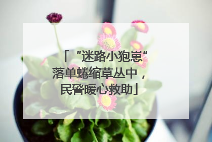 “迷路小狍崽”落单蜷缩草丛中，民警暖心救助