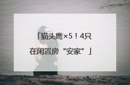 猫头鹰×5！4只在闲置房“安家”