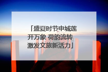 盛夏时节申城莲开万象 荷韵流转激发文旅新活力