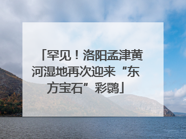 罕见！洛阳孟津黄河湿地再次迎来“东方宝石”彩鹮