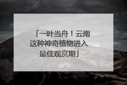 一叶当舟！云南这种神奇植物进入最佳观赏期