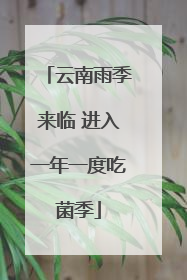云南雨季来临 进入一年一度吃菌季