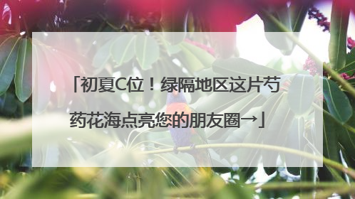 初夏C位！绿隔地区这片芍药花海点亮您的朋友圈→
