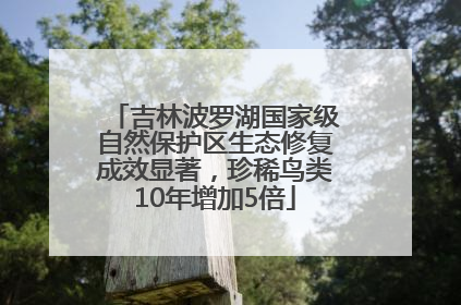 吉林波罗湖国家级自然保护区生态修复成效显著，珍稀鸟类10年增加5倍
