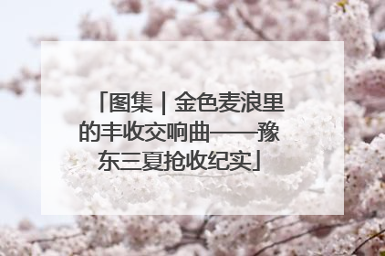图集｜金色麦浪里的丰收交响曲——豫东三夏抢收纪实