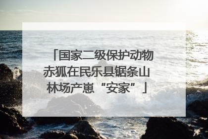 国家二级保护动物赤狐在民乐县锯条山林场产崽“安家”