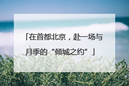 在首都北京，赴一场与月季的“倾城之约”