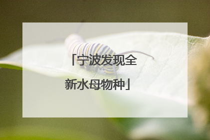 宁波发现全新水母物种
