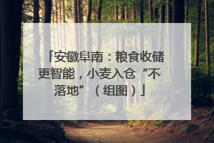 安徽阜南：粮食收储更智能，小麦入仓“不落地”（组图）