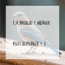 大地流金！威海还有片金色海洋！