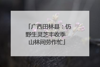 广西田林县：仿野生灵芝丰收季 山林间劳作忙