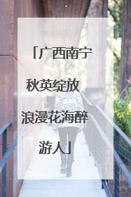 广西南宁秋英绽放 浪漫花海醉游人