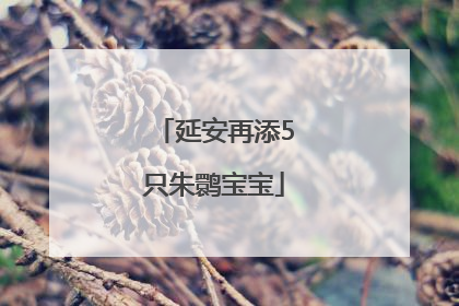 延安再添5只朱鹮宝宝