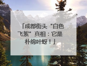 成都街头“白色飞絮”真相：它是朴绵叶蚜！