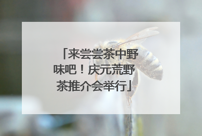 来尝尝茶中野味吧！庆元荒野茶推介会举行