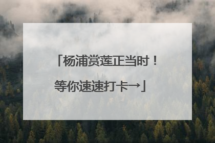杨浦赏莲正当时！等你速速打卡→