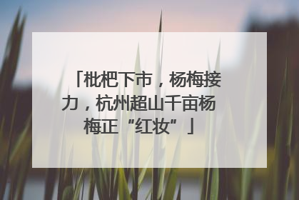 枇杷下市，杨梅接力，杭州超山千亩杨梅正“红妆”