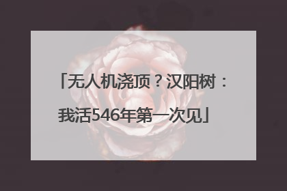 无人机浇顶？汉阳树：我活546年第一次见