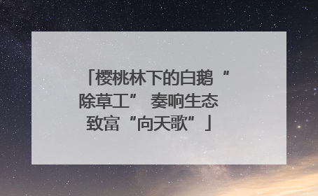 樱桃林下的白鹅“除草工” 奏响生态致富“向天歌”