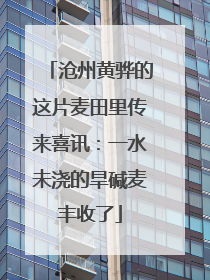 沧州黄骅的这片麦田里传来喜讯：一水未浇的旱碱麦丰收了
