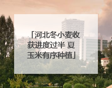 河北冬小麦收获进度过半 夏玉米有序种植