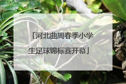 河北曲周春季小学生足球锦标赛开幕