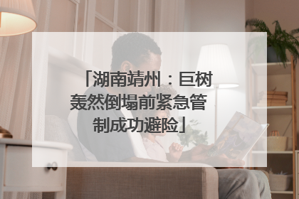 湖南靖州：巨树轰然倒塌前紧急管制成功避险