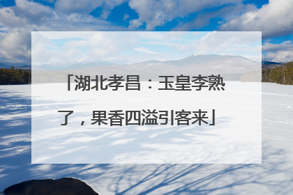 湖北孝昌：玉皇李熟了，果香四溢引客来
