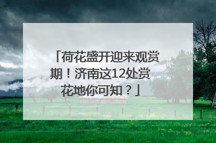 荷花盛开迎来观赏期！济南这12处赏花地你可知？