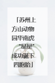 苏州上方山动物园华南虎“星星”成功诞下四胞胎