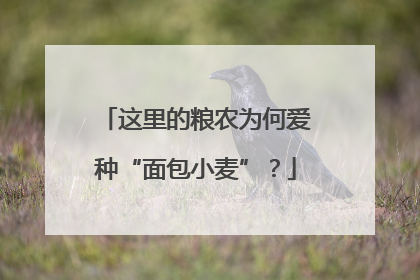 这里的粮农为何爱种“面包小麦”？
