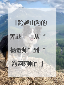 跨越山海的奔赴——从“杨老师”到“海河阿帕”