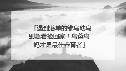 遇到落单的雏鸟幼鸟别急着捡回家！鸟爸鸟妈才是最佳养育者