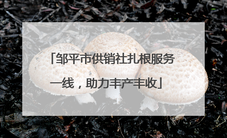 邹平市供销社扎根服务一线，助力丰产丰收