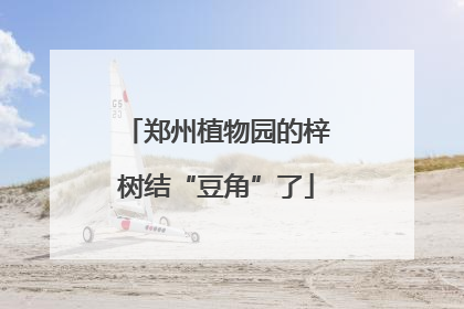 郑州植物园的梓树结“豆角”了