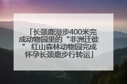长颈鹿漫步400米完成动物园里的“非洲迁徙” 红山森林动物园完成怀孕长颈鹿步行转运
