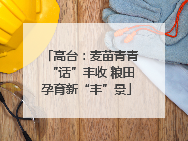 高台：麦苗青青“话”丰收 粮田孕育新“丰”景