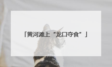 黄河滩上“龙口夺食”