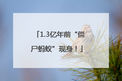1.3亿年前“僵尸蚂蚁”现身！